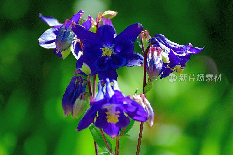 水仙花/耧斗菜花